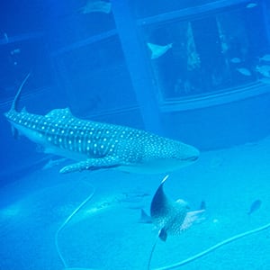 海遊館の写真